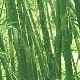 Exotic woods