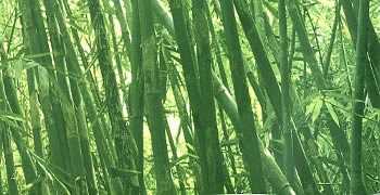 Bamboo