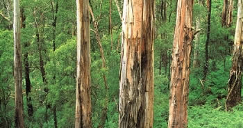 Natural wood