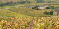 vineyard
