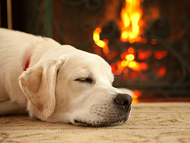 Warm puppy near fireplace